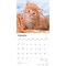 Ginger Cats | 2026 12 x 24 Inch (Hanging) Monthly Square Wall Calendar | Plastic-Free